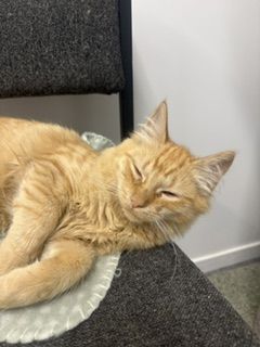 Gallery image: Pixie