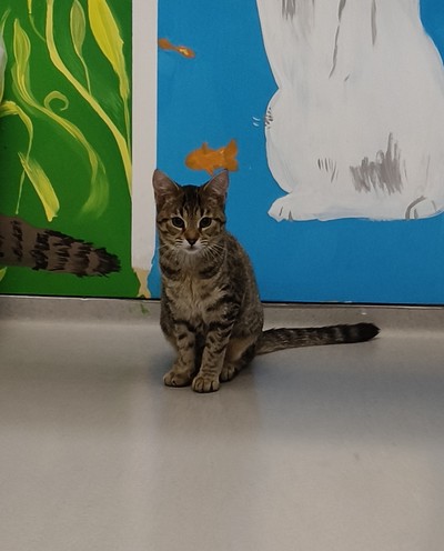 Honey  - Domestic Short Hair