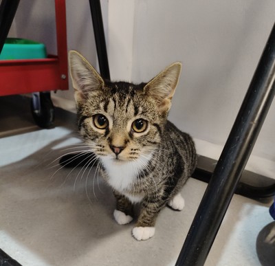 Camille - Domestic Short Hair