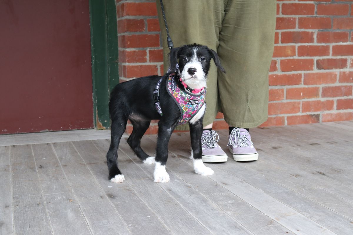 Gallery image: Bubblegum