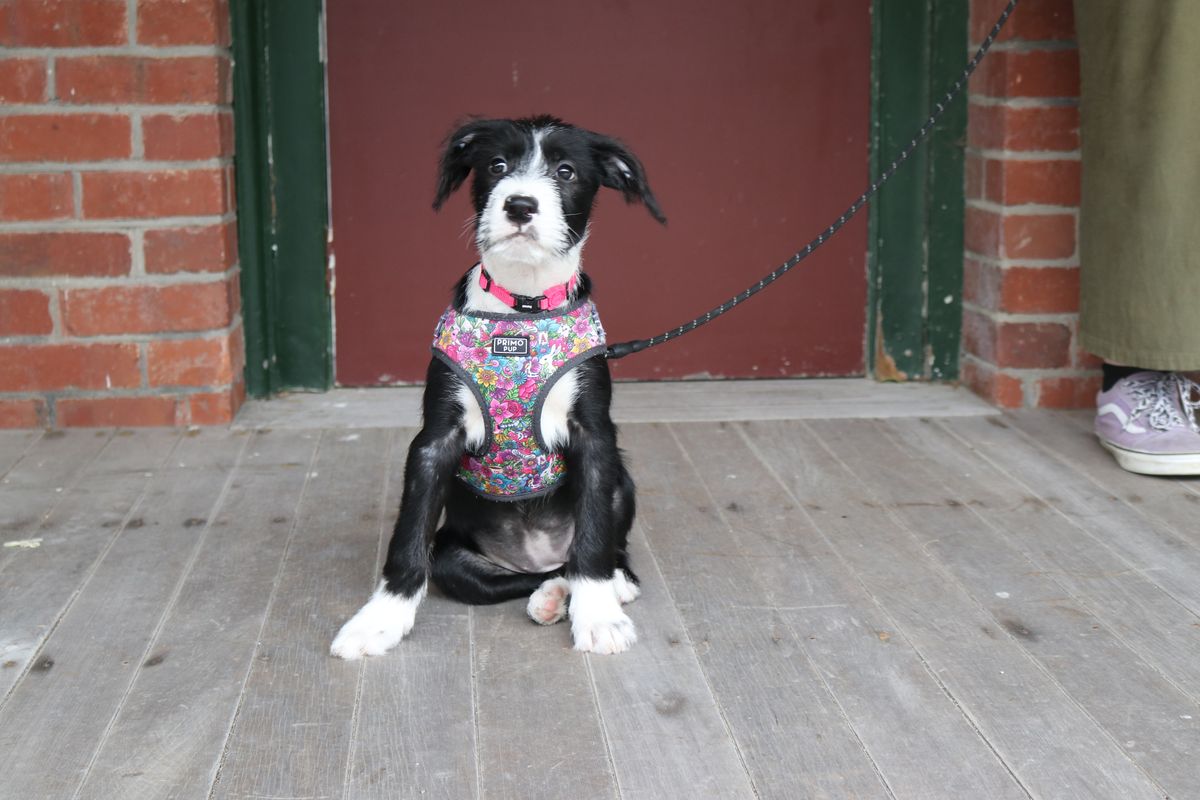 Gallery image: Bubblegum