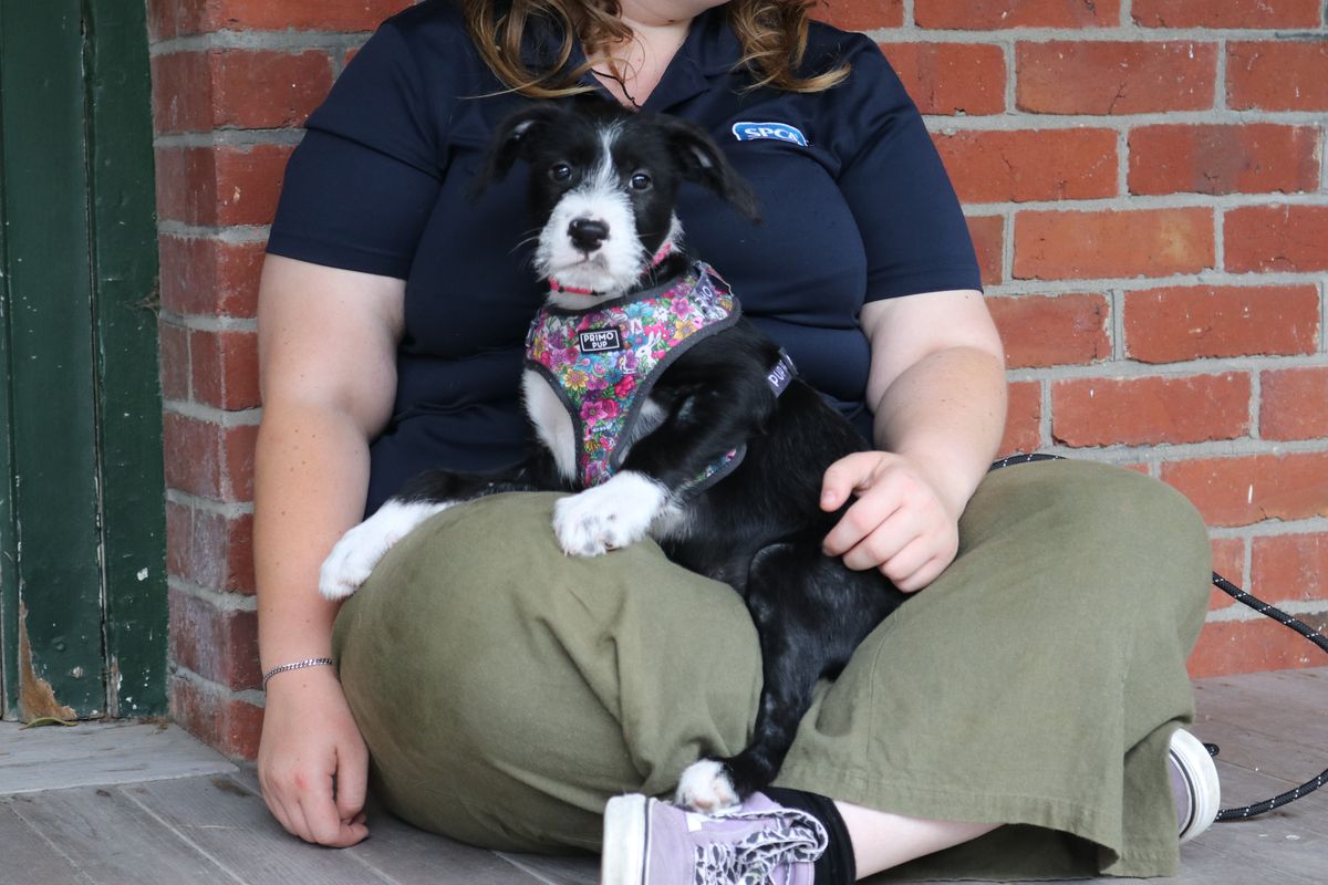 Gallery image: Bubblegum