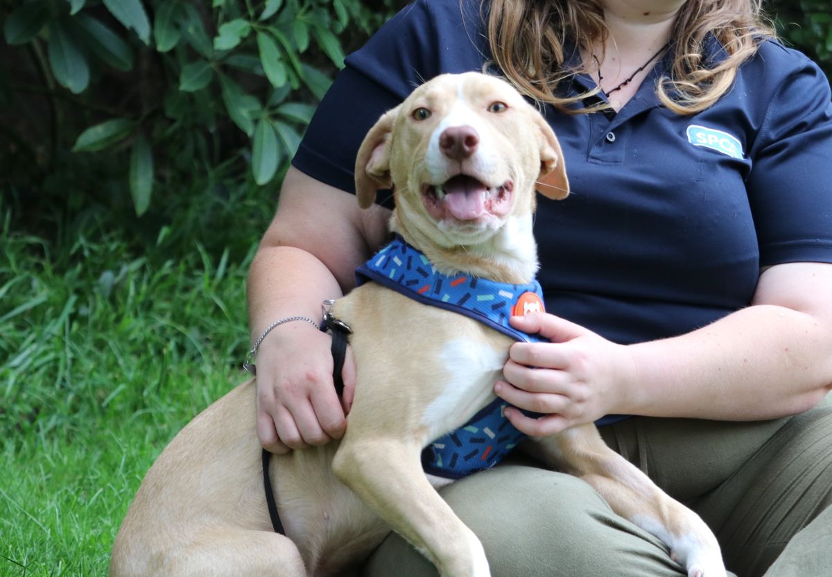 Gallery image: Rissole