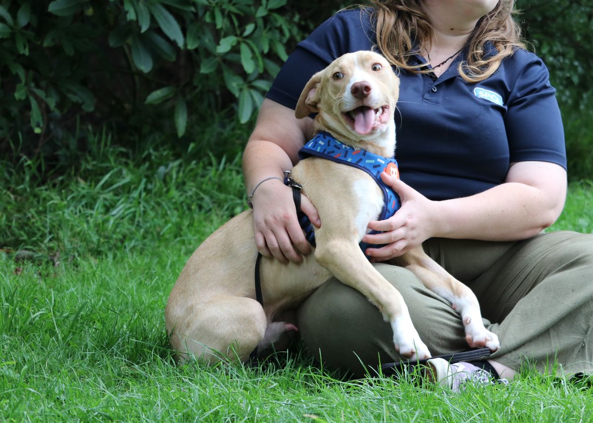 Gallery image: Rissole