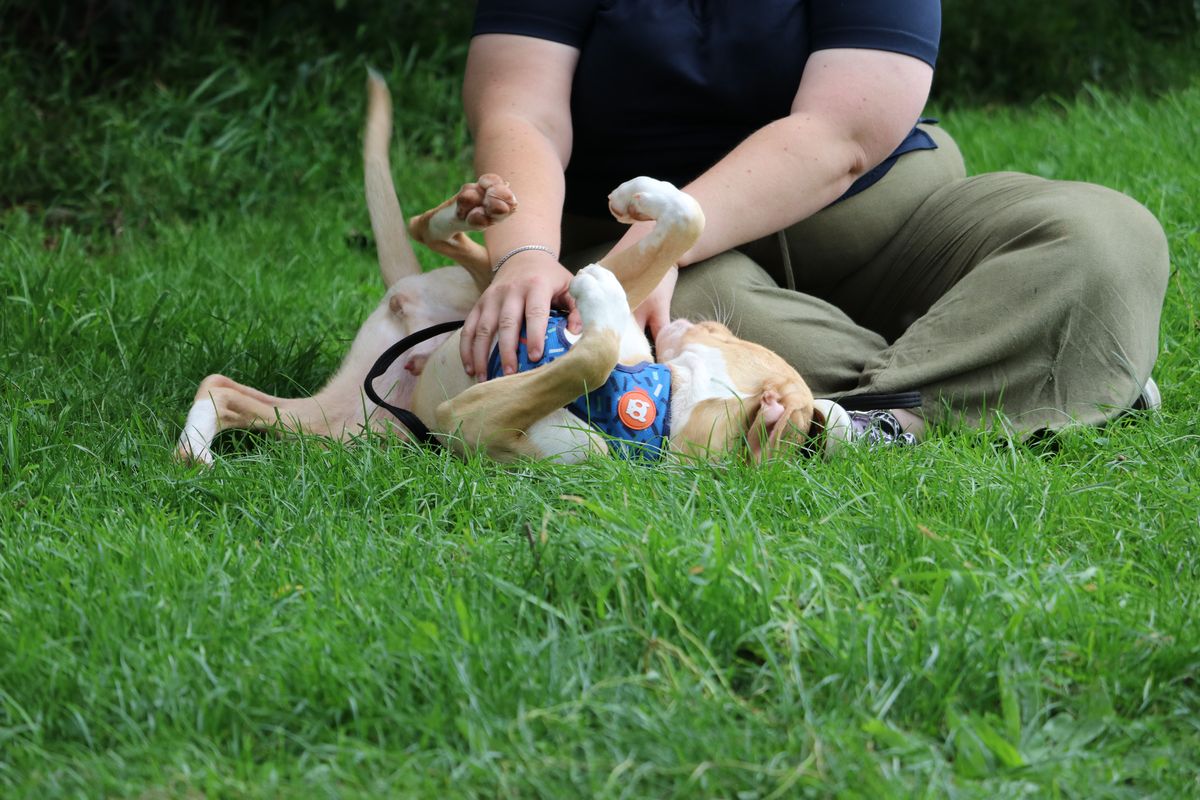 Gallery image: Rissole