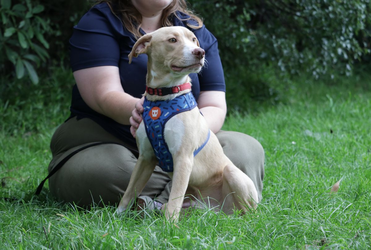 Gallery image: Rissole