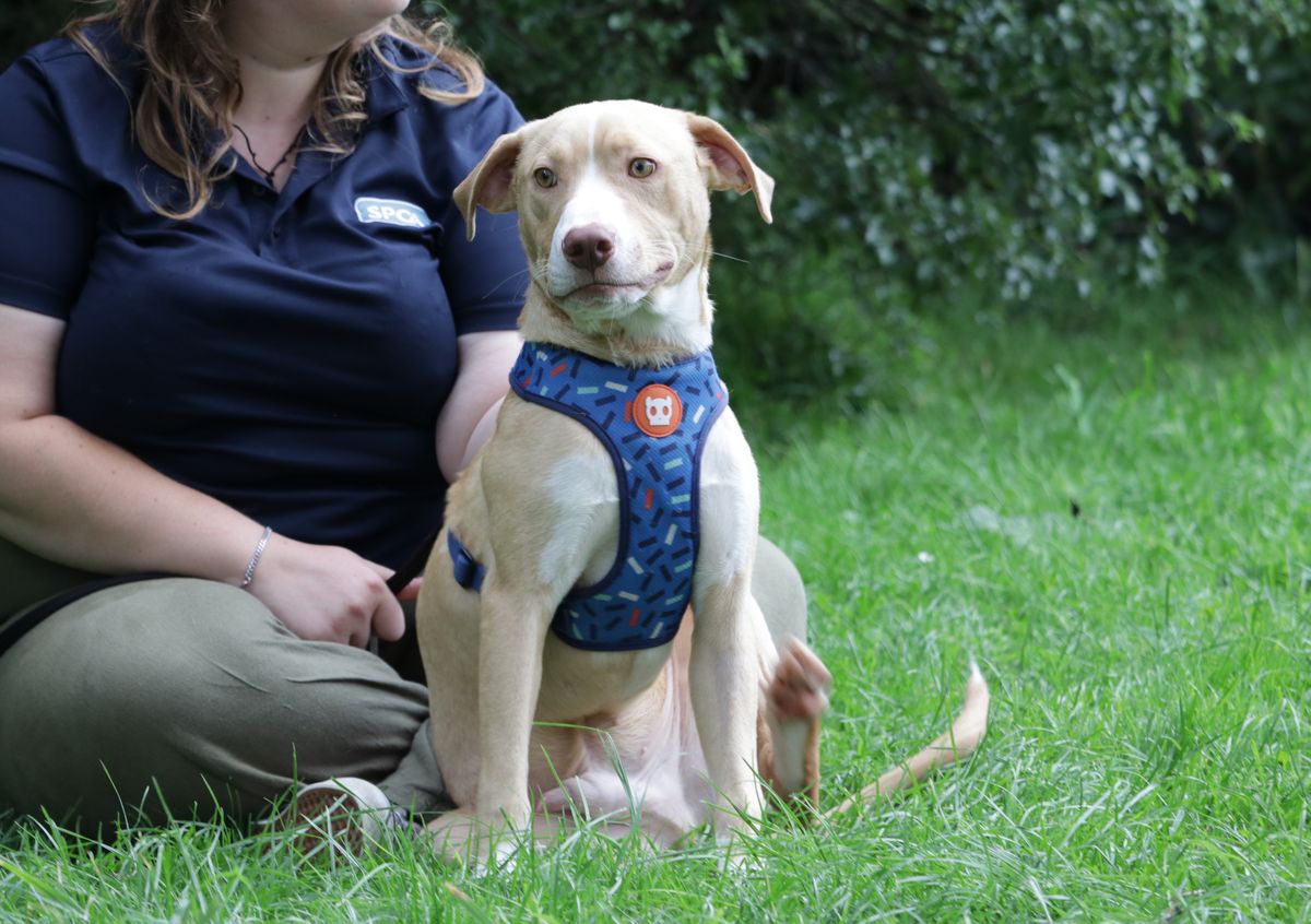 Gallery image: Rissole