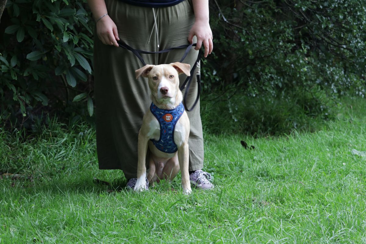 Gallery image: Rissole