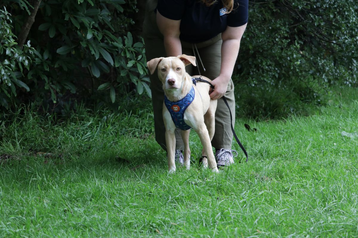 Gallery image: Rissole