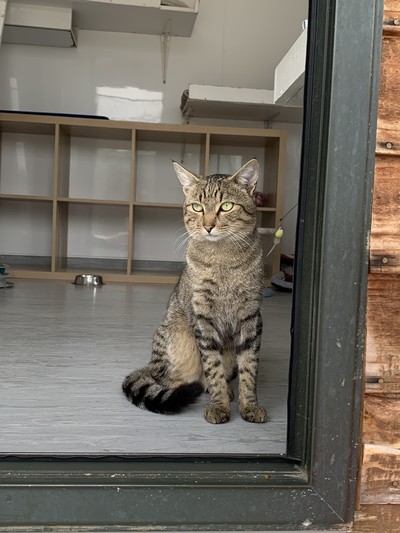 Slinky - Domestic Short Hair