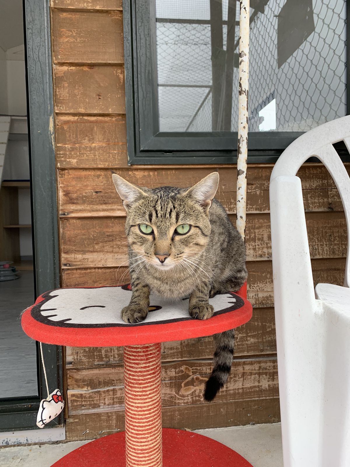 Gallery image: Slinky