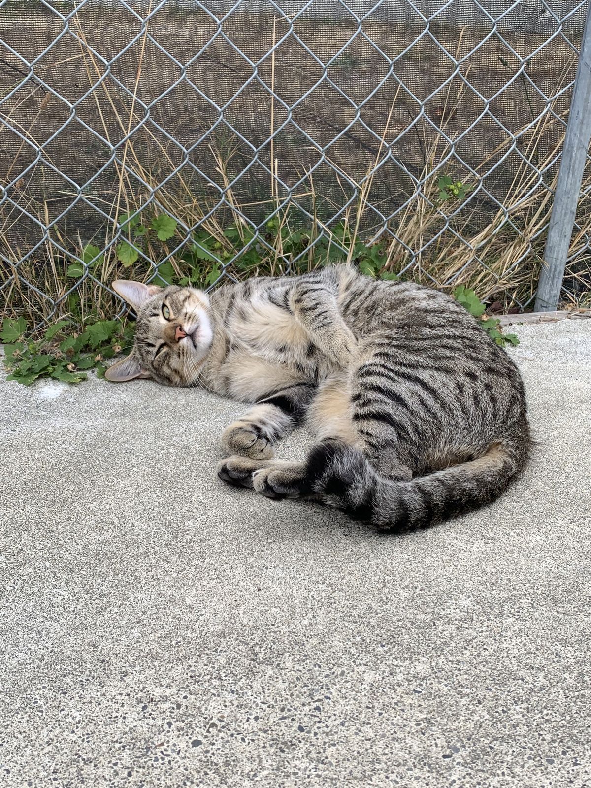 Gallery image: Merlot