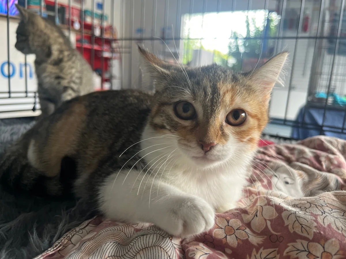 Gallery image: Squish