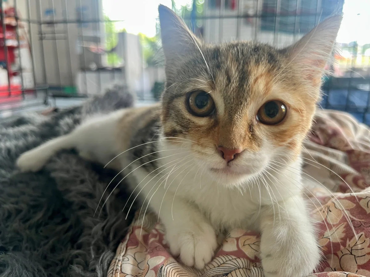 Gallery image: Squish