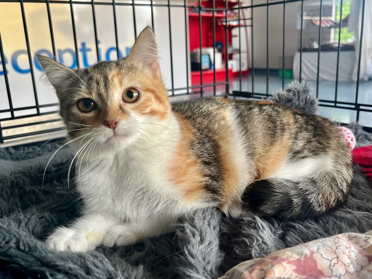 Gallery image: Squish