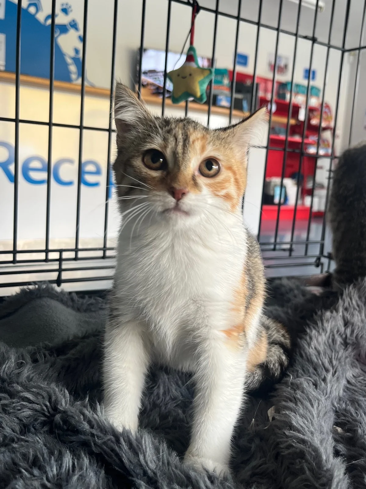 Gallery image: Squish