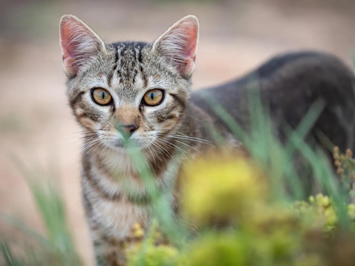 Predator Free 2050 Strategy adds feral cats; SPCA says management must be humane