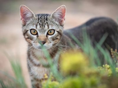 Predator Free 2050 Strategy adds feral cats; SPCA says management must be humane