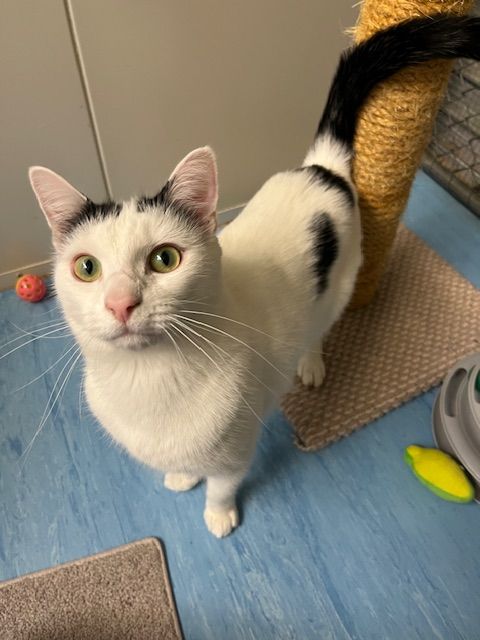 Gallery image: Herbert