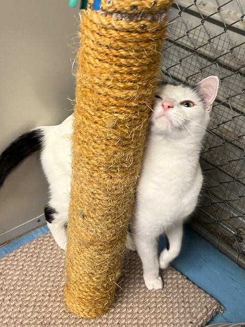 Gallery image: Herbert