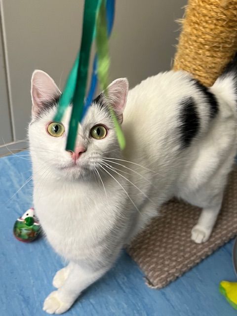 Gallery image: Herbert