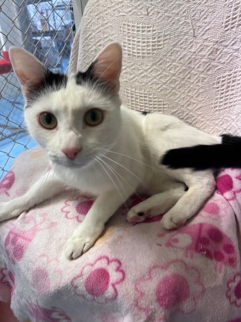 Gallery image: Herbert