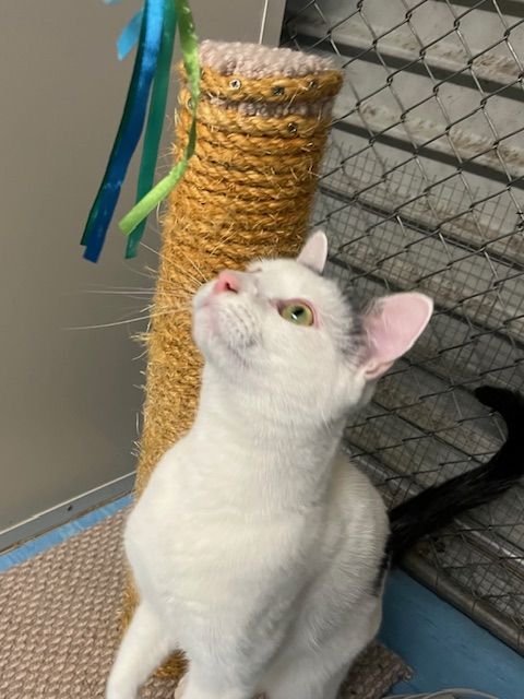 Gallery image: Herbert