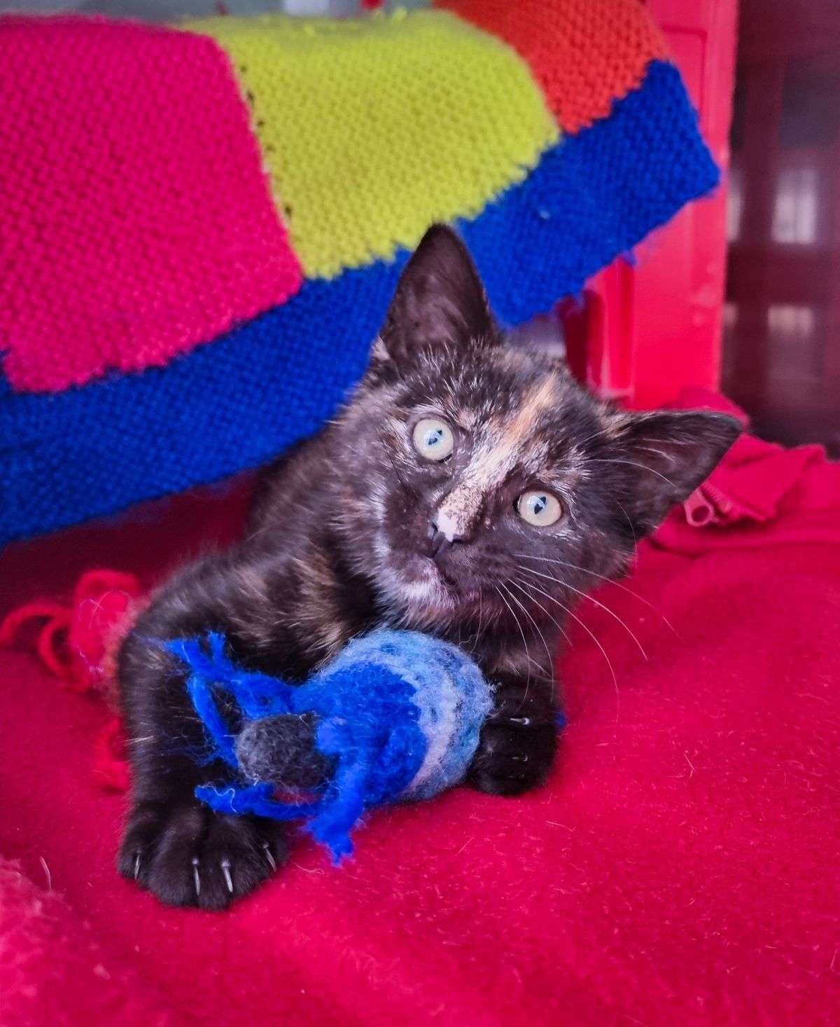 Gallery image: Squeaky