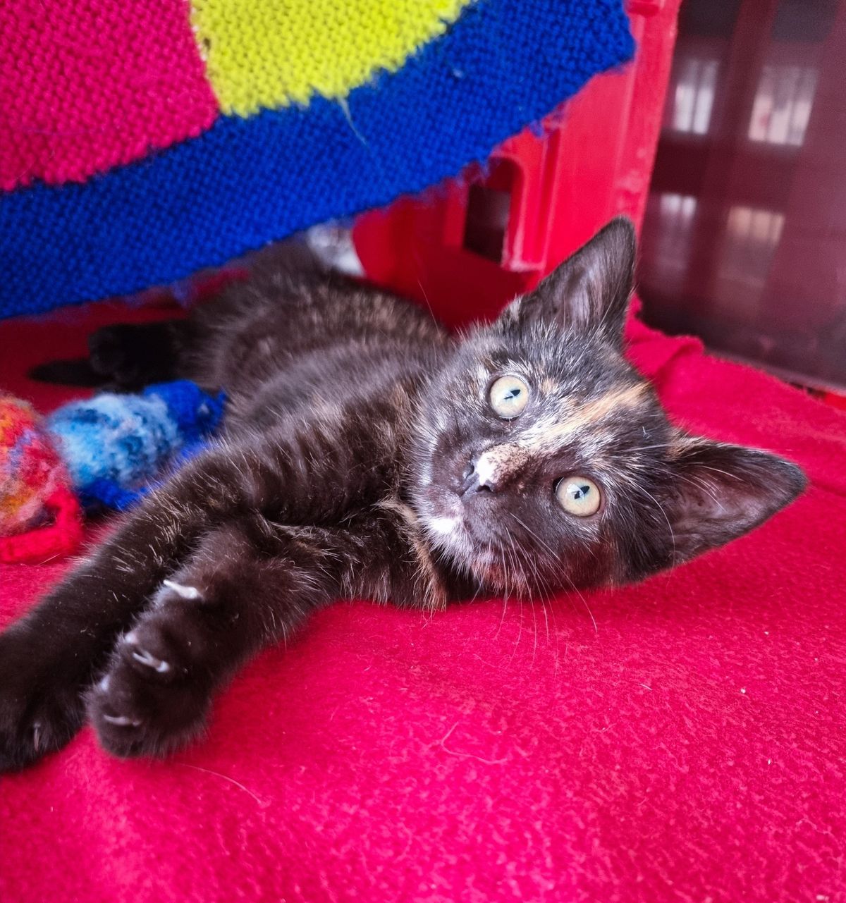 Gallery image: Squeaky