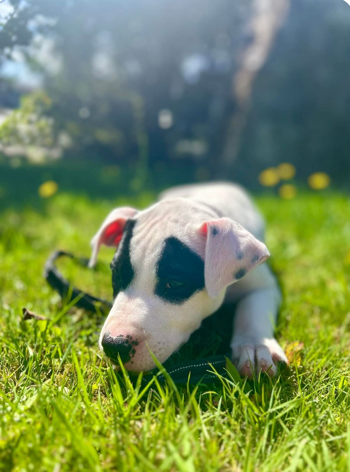 Gallery image: Beatrice