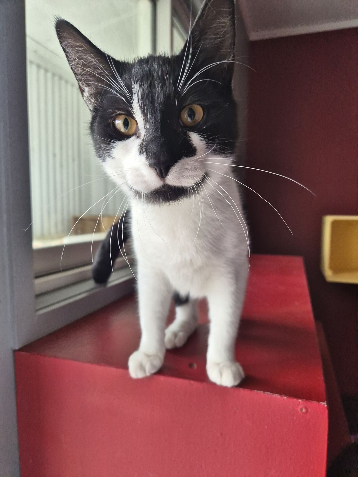 Gallery image: Asher