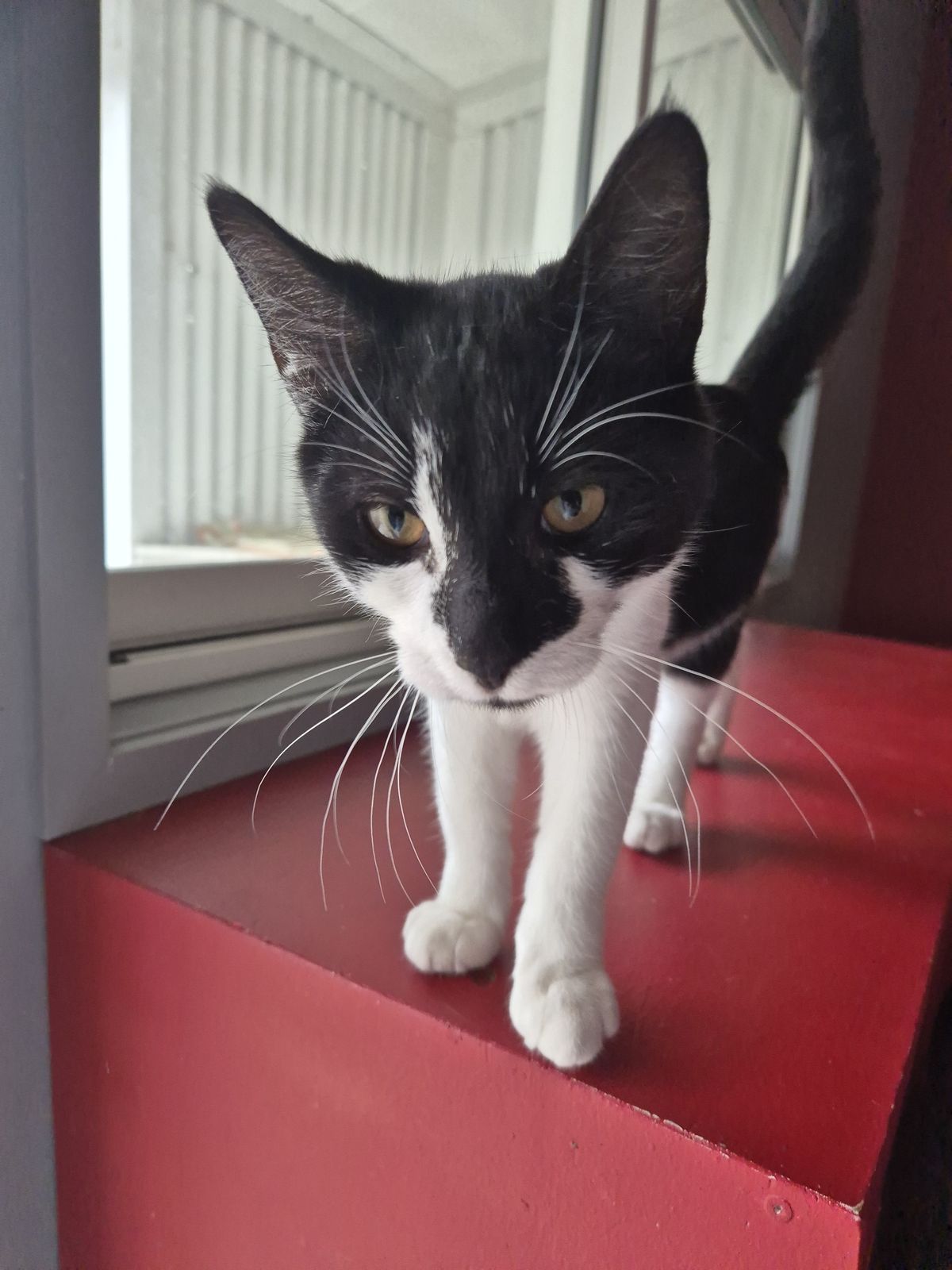 Gallery image: Asher