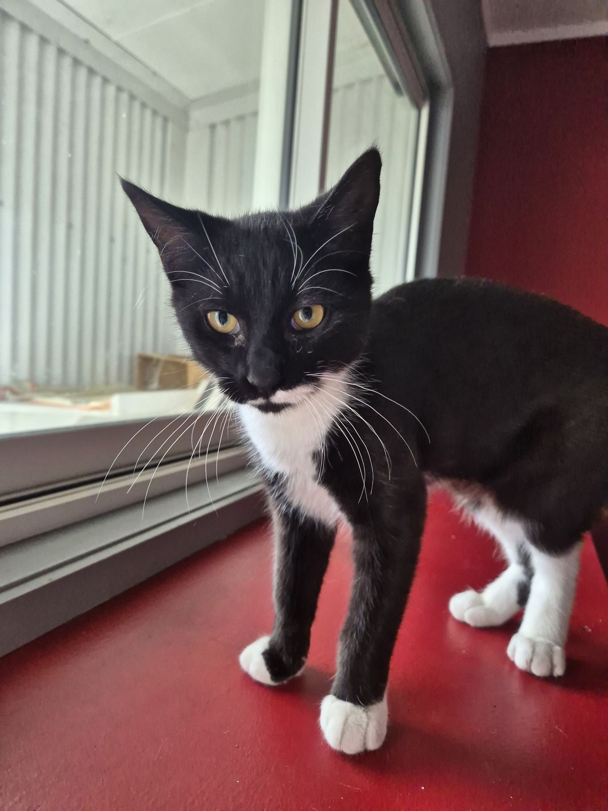 Gallery image: Amara