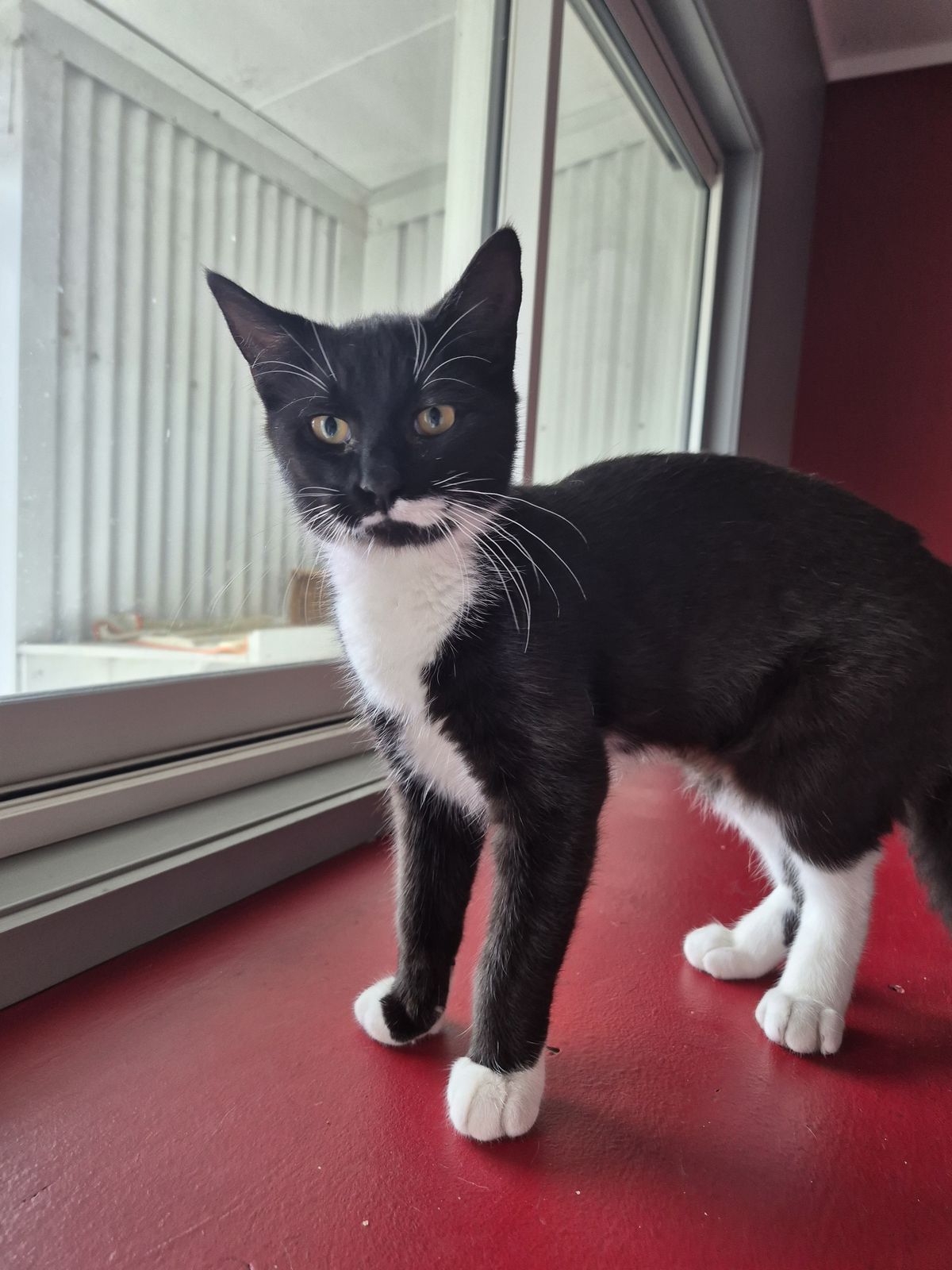 Gallery image: Amara