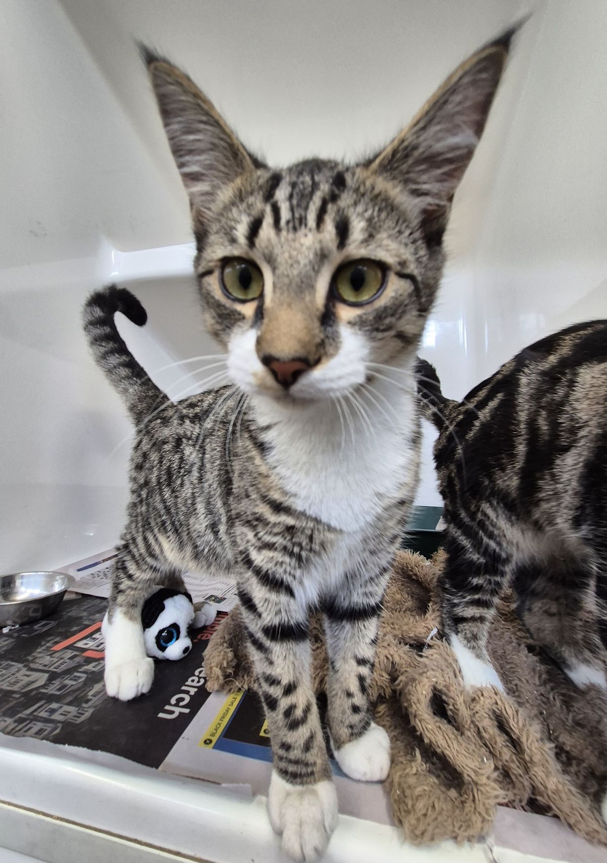 Gallery image: Peter