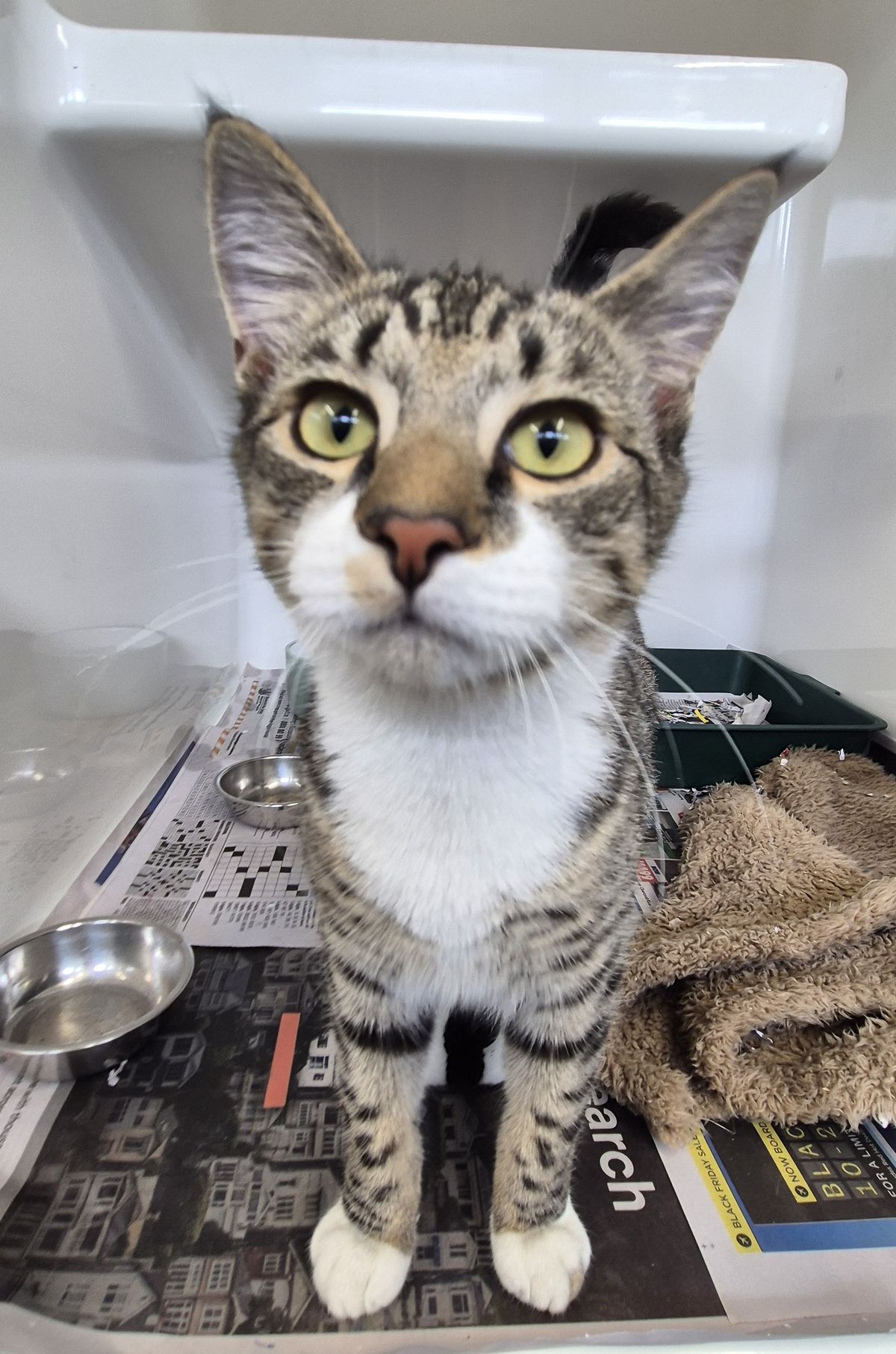 Gallery image: Peter