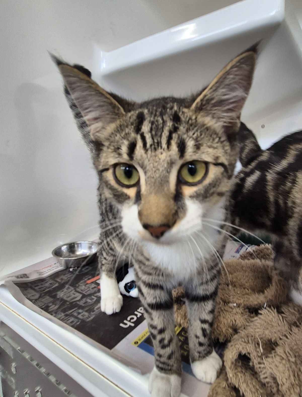 Gallery image: Peter