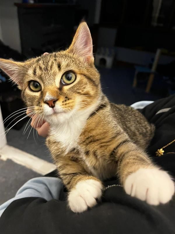 Gallery image: Winston