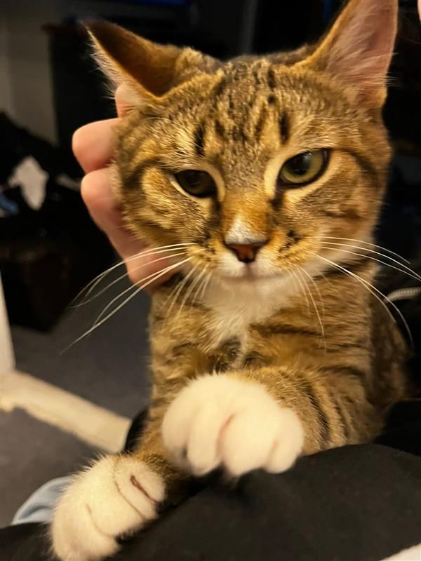 Gallery image: Winston