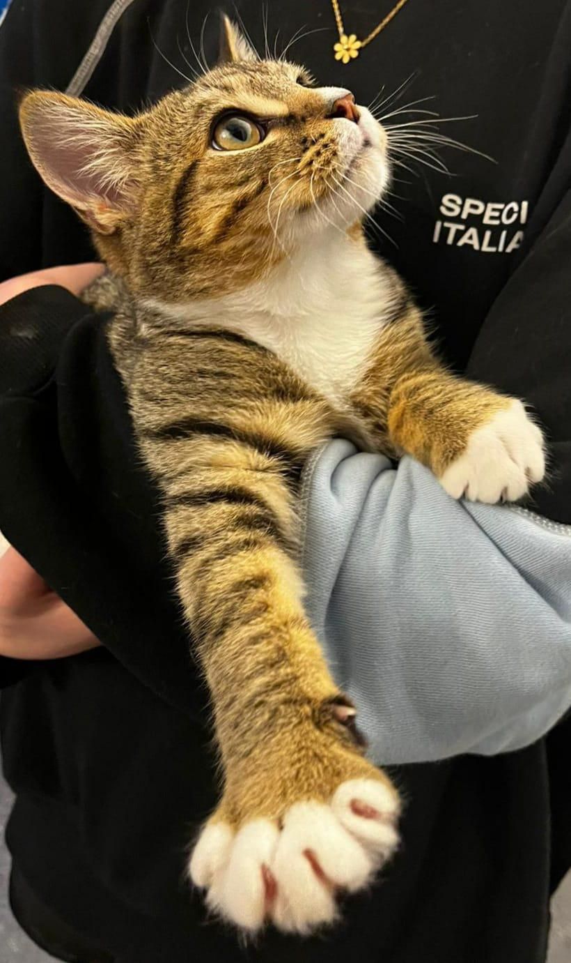 Gallery image: Winston