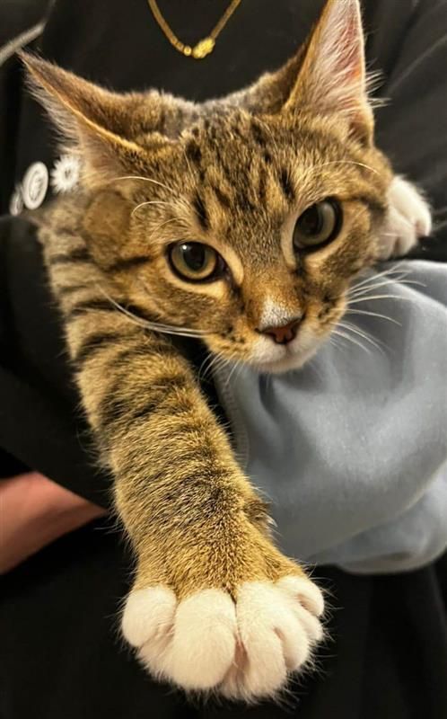 Gallery image: Winston