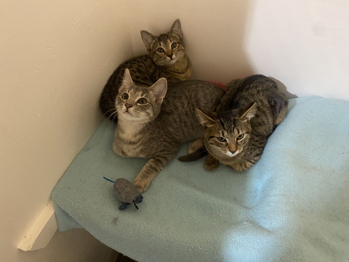 Gallery image: Heath