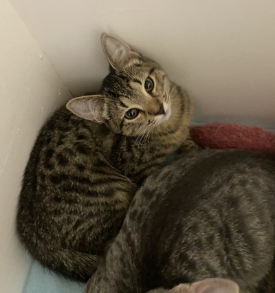 Daisy - Domestic Short Hair