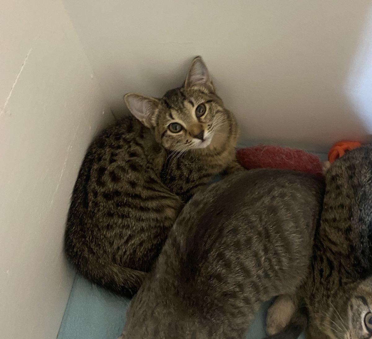 Gallery image: Daisy