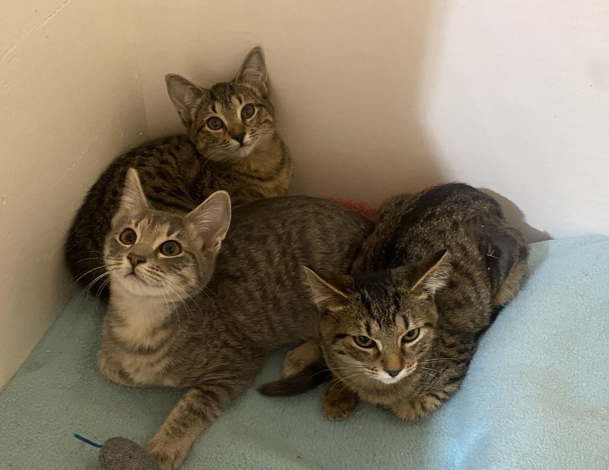 Gallery image: Daisy