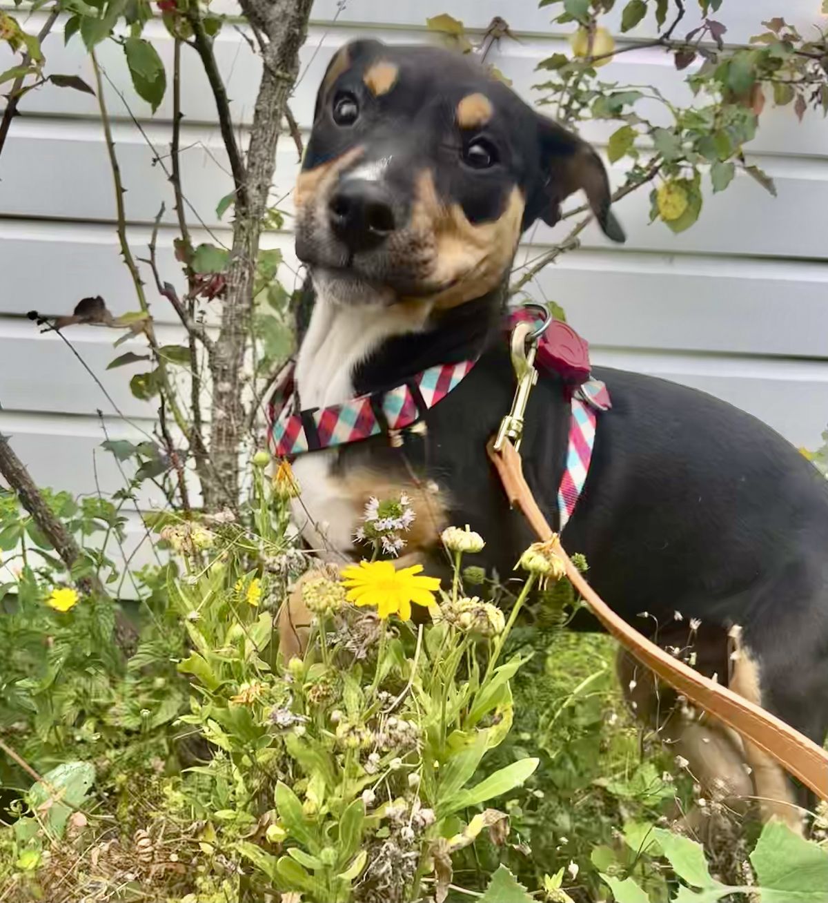 Gallery image: Reggie