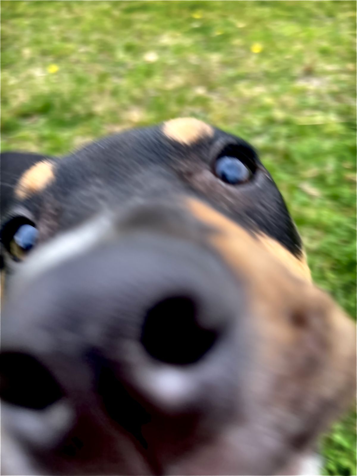 Gallery image: Reggie