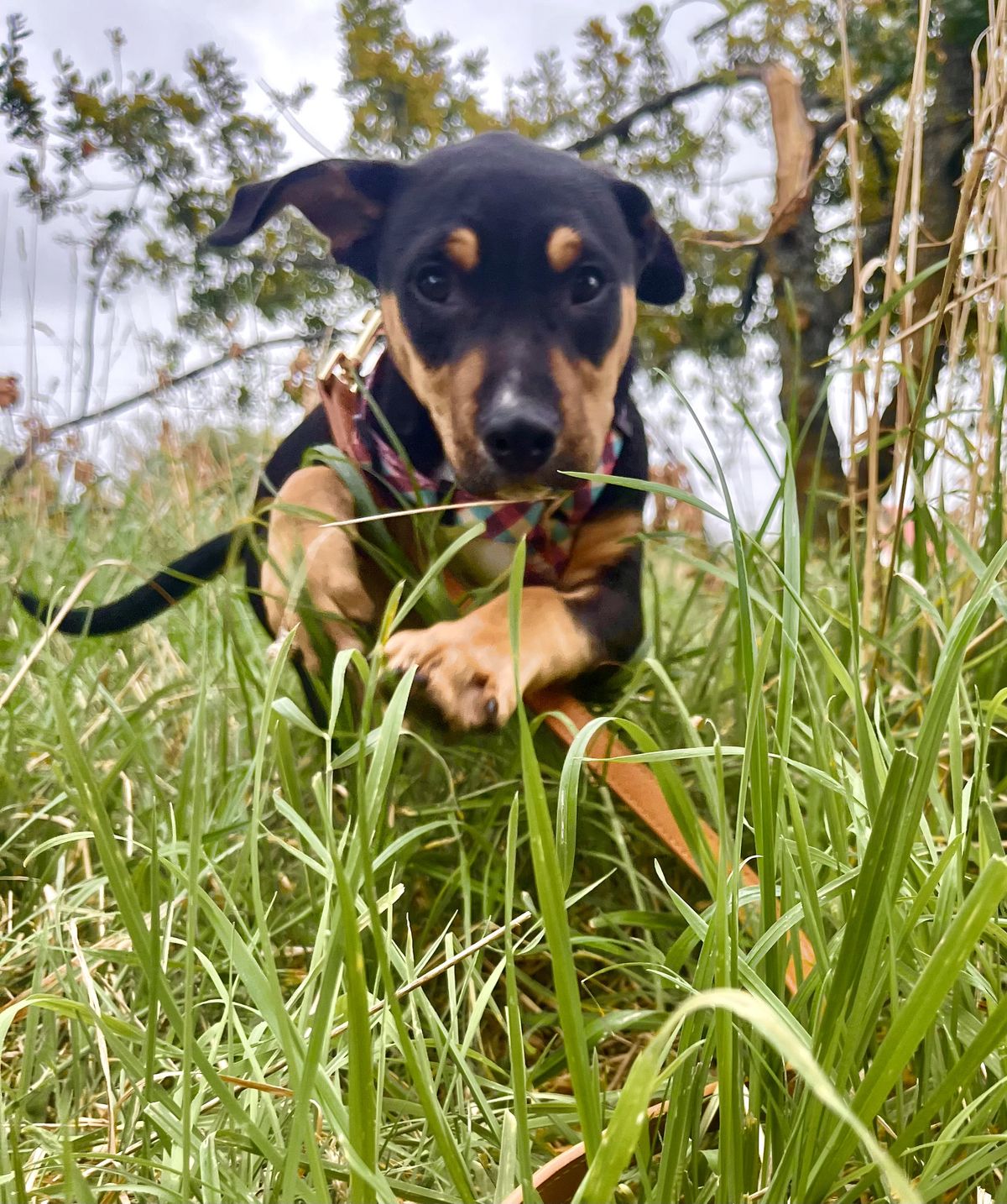 Gallery image: Reggie