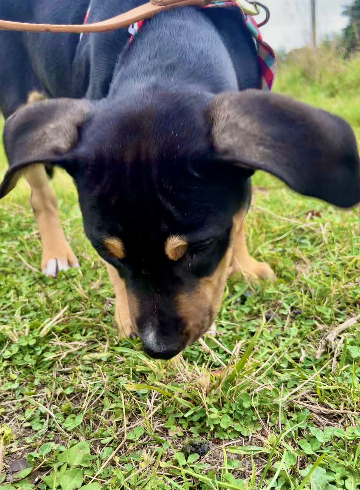 Gallery image: Reggie