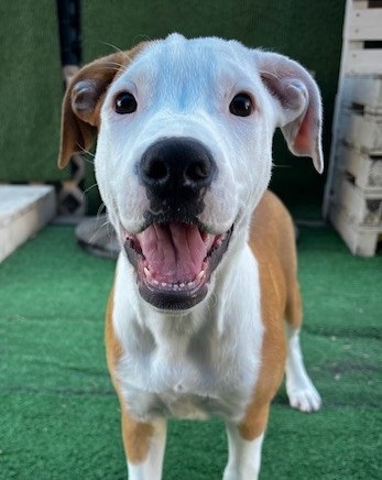 Lucia - Medium Cross Breed